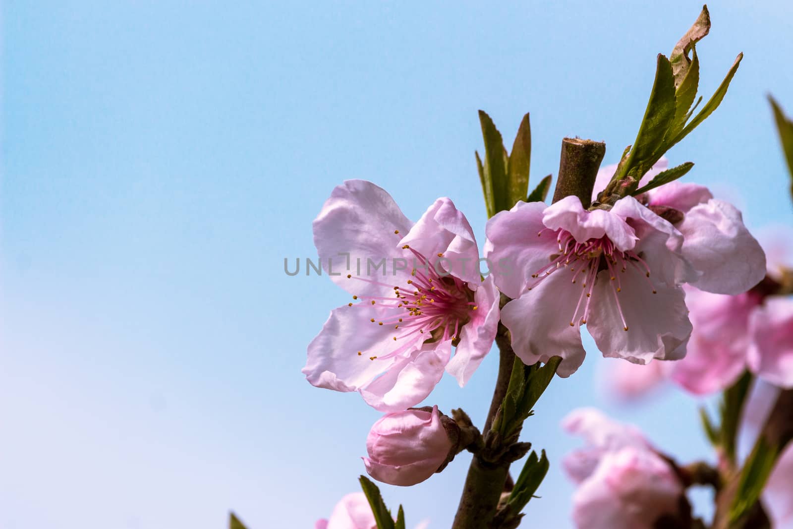 Detail of peach blossom in spring time.