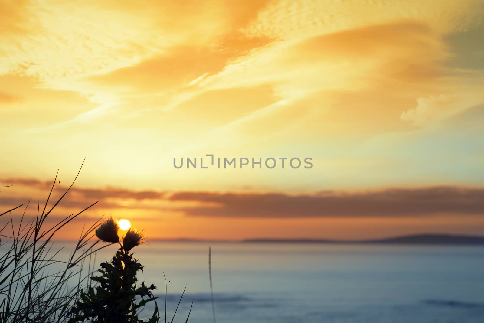 sunset over loop head with silhouetted wild thistles by morrbyte