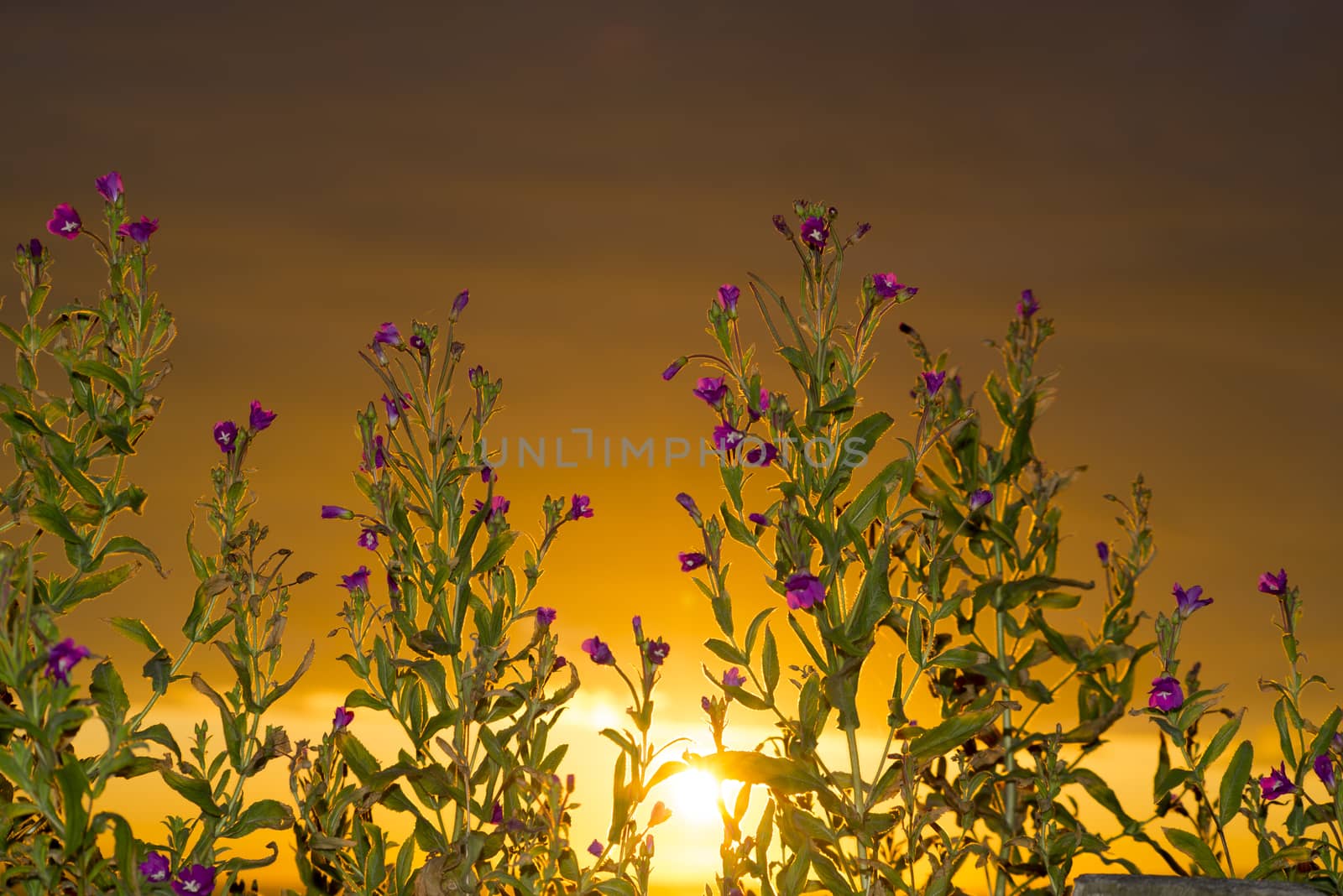 beautiful sunset through the wild coastal flowers on the wild atlantic way