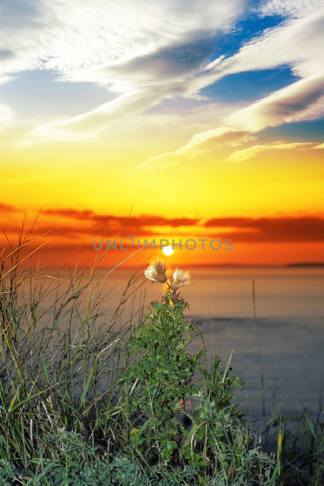 beautiful yellow sunset over loop head with the wild tall thistles on the wild atlantic way in ireland