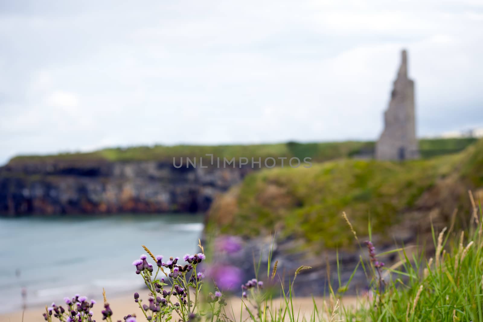 thistle at beach cliffs and castle by morrbyte