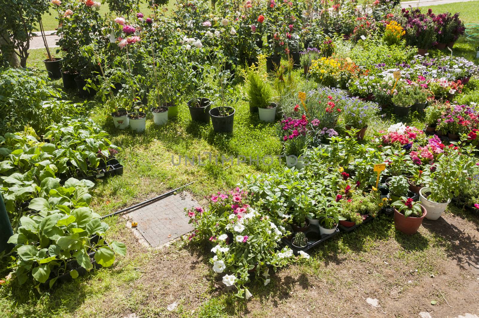 many different flowers and plants in pot's