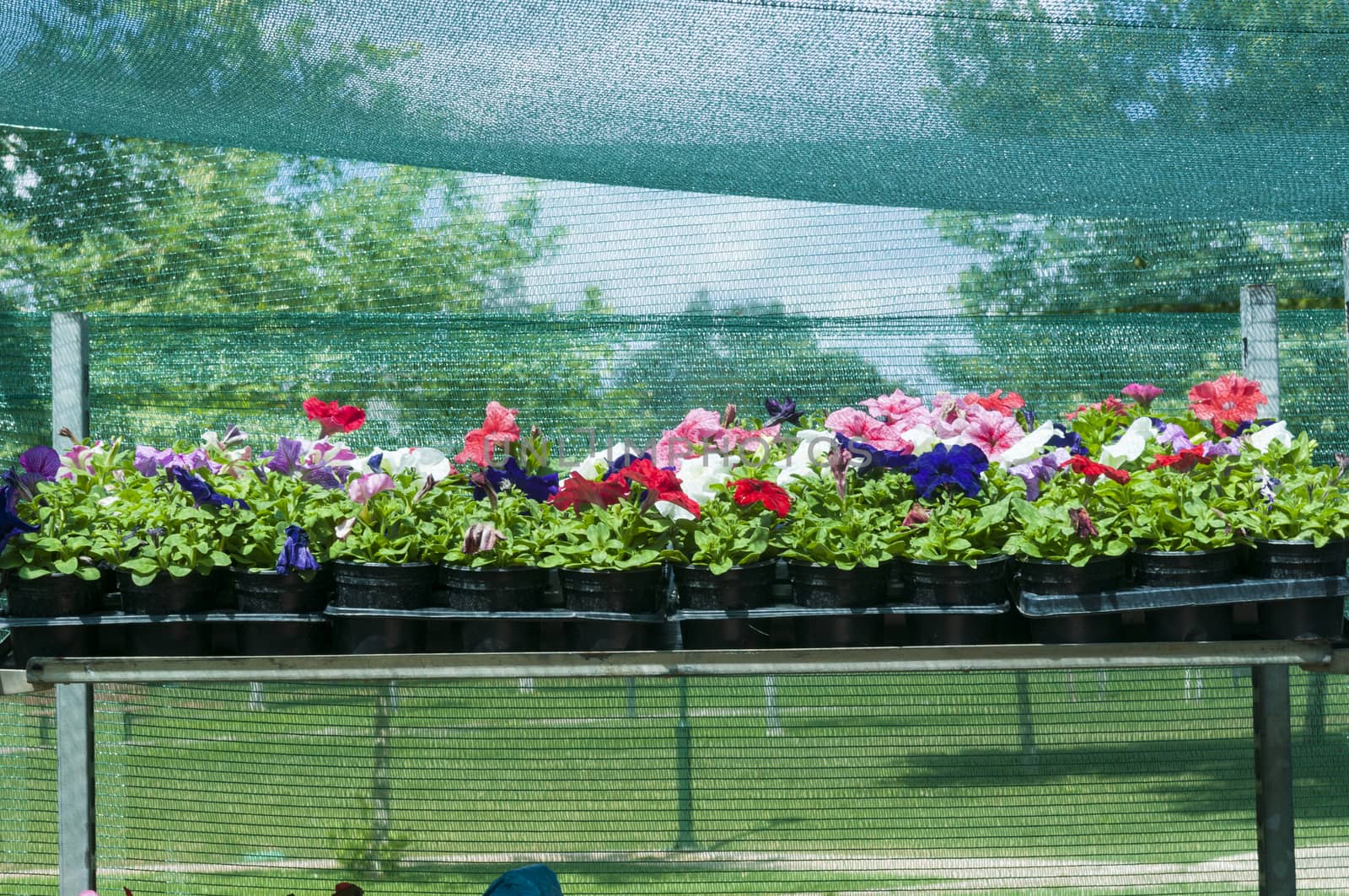 petunias in basket