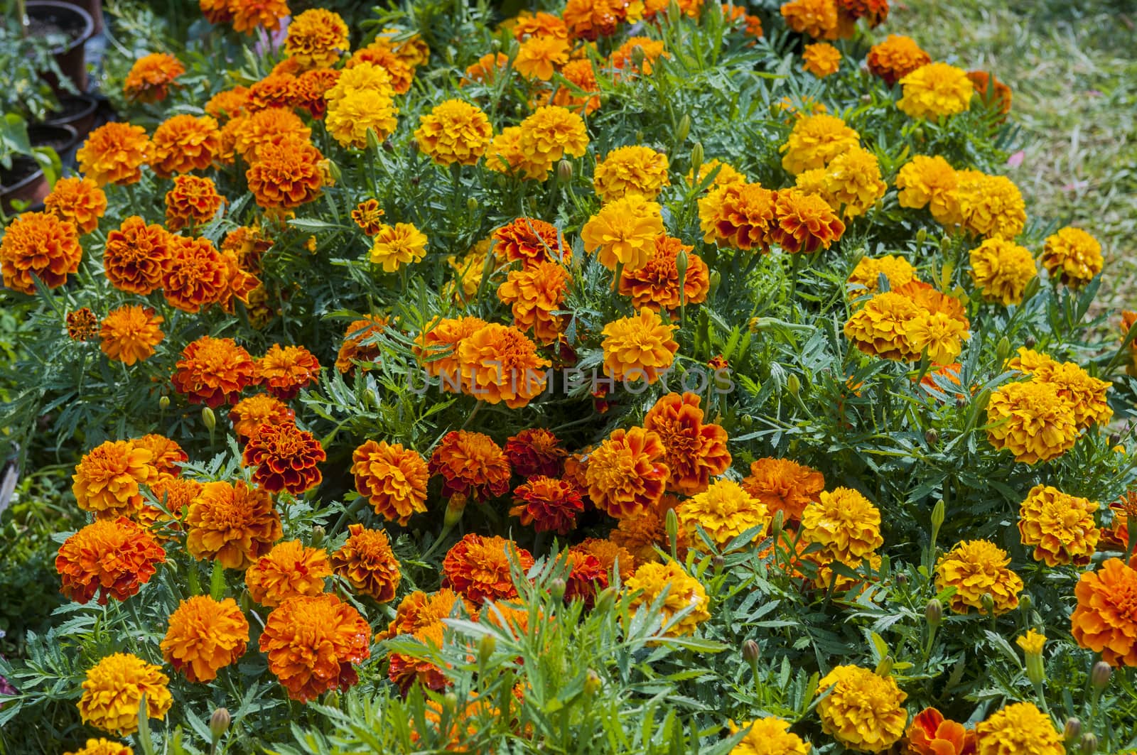 orange marigolds in pots