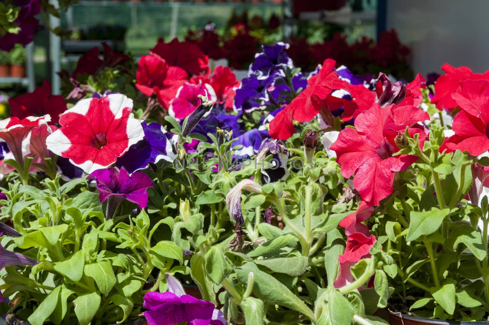 petunias in basket