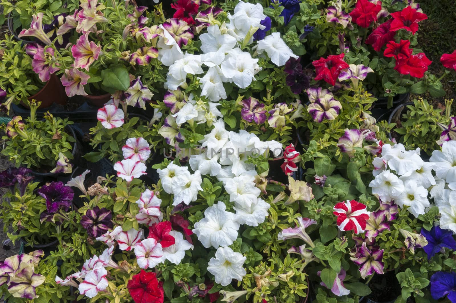 many colorful petunias