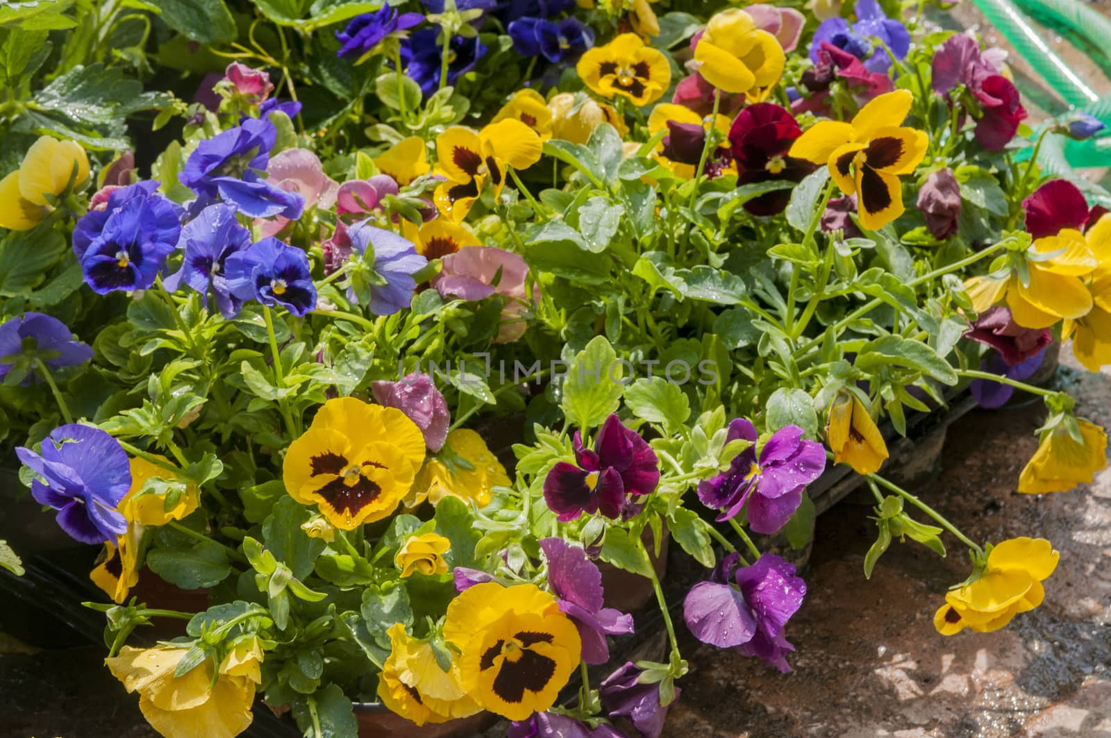 colorful pansy's in pot's