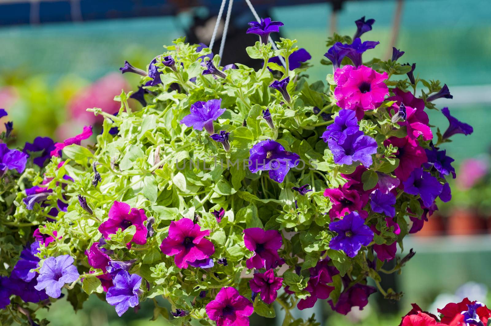 surfinias in hanging baskets