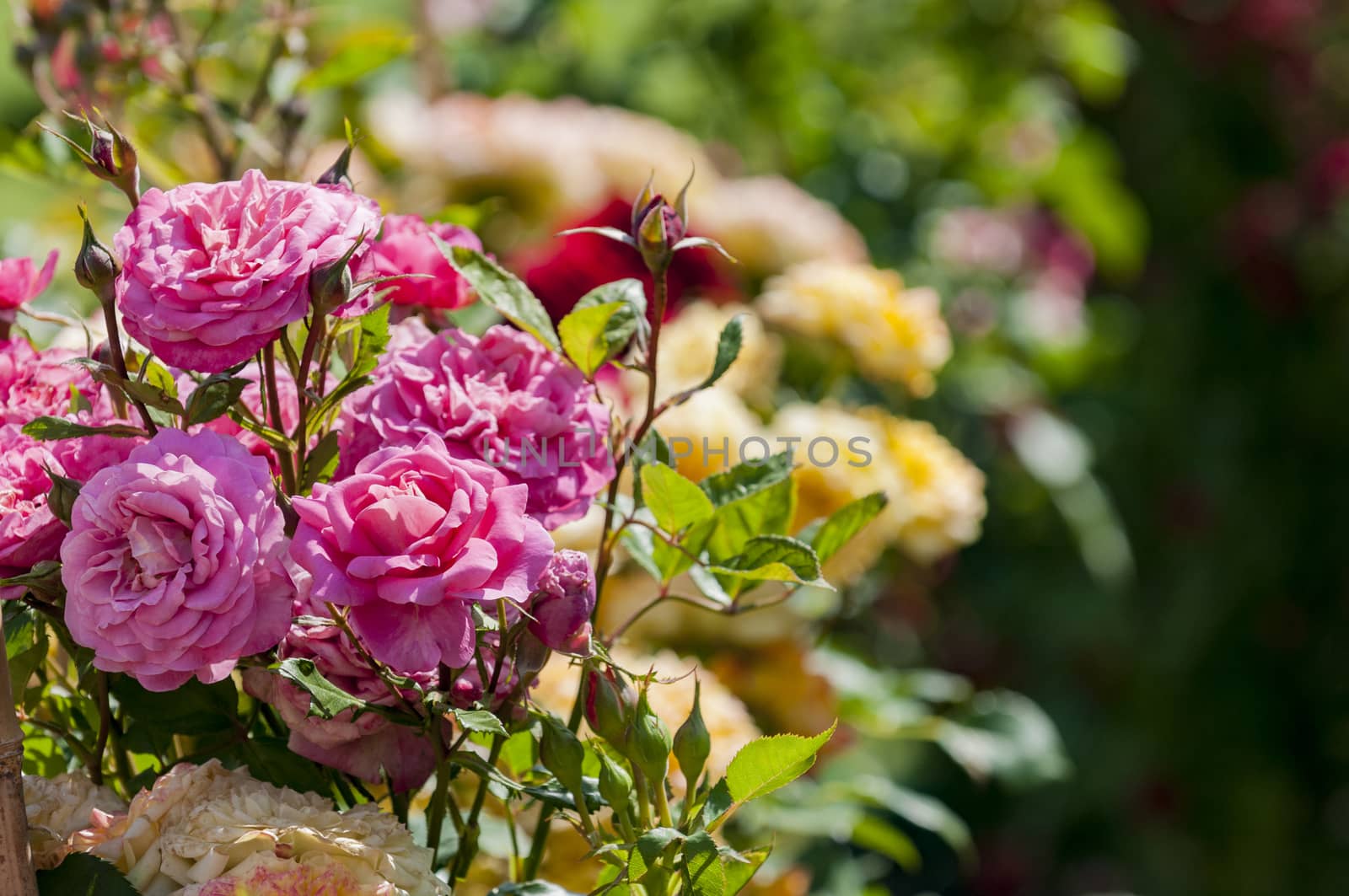 beautiful roses in garden