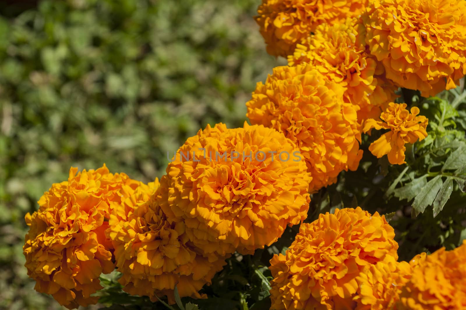 orange marigolds in pot