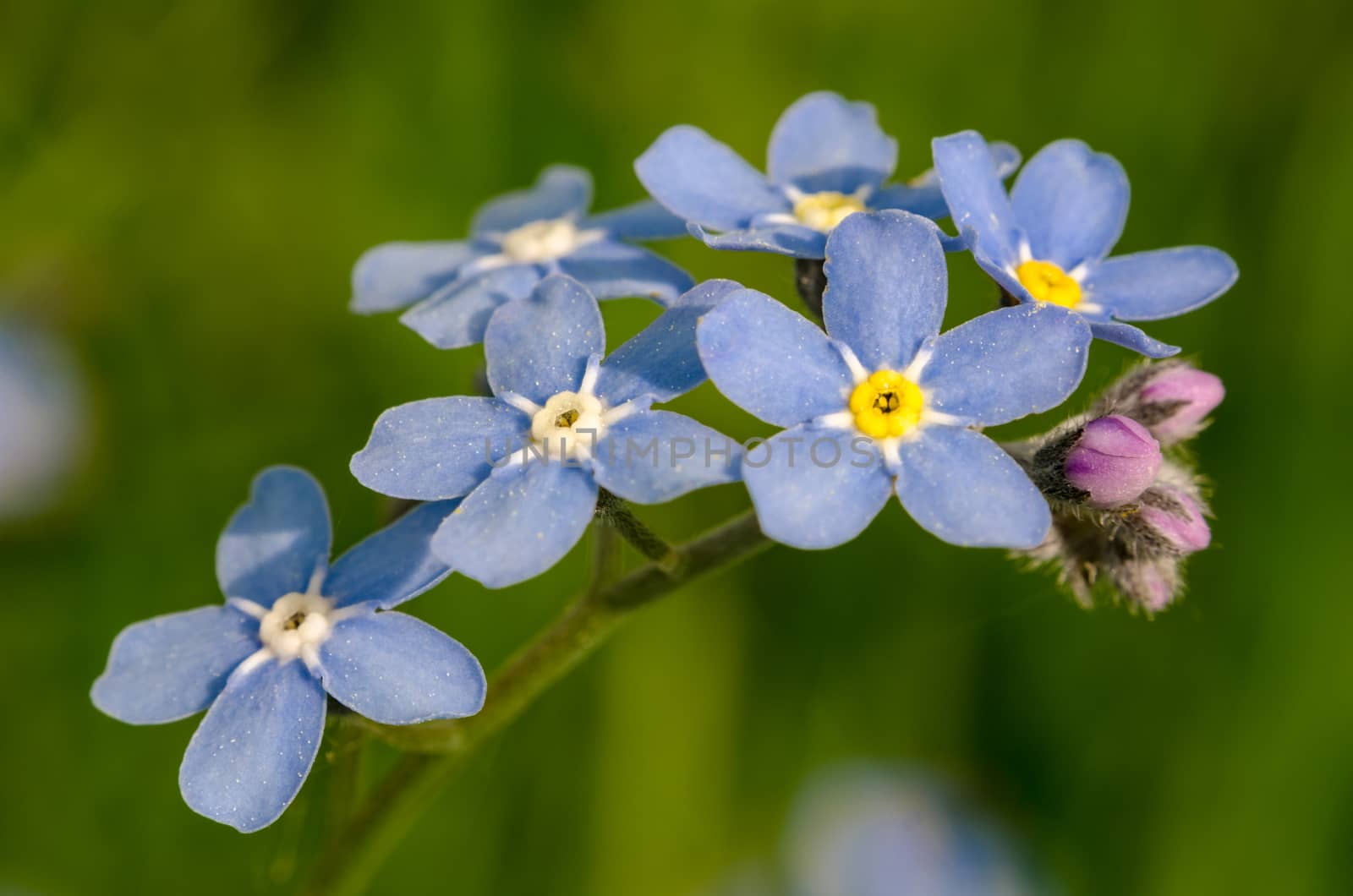Flower forget-me-not closeup outdoors summer day blooms