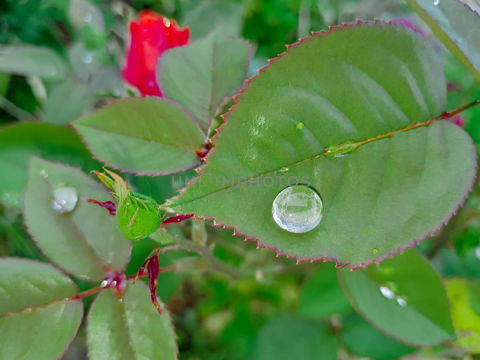 Water Drop On Rose Leaf by gstalker