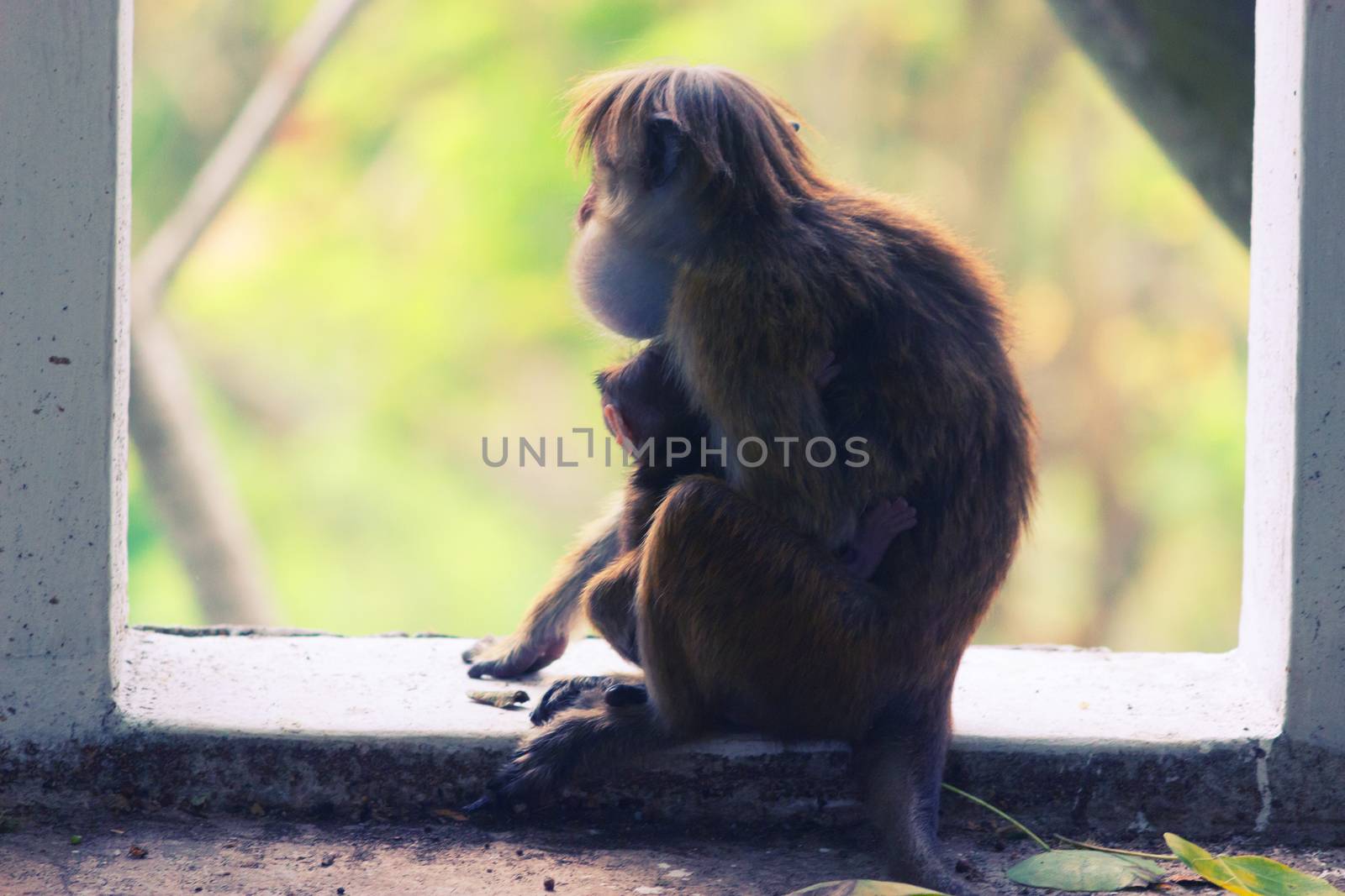 Cute baby monkey with her mother by liwei12