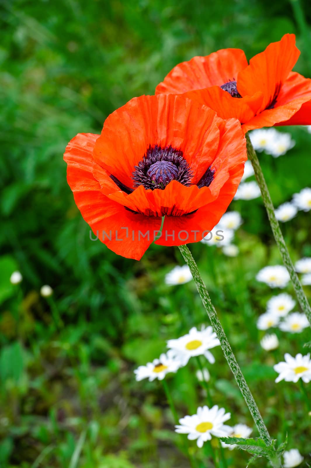 Flowering poppies and daisies on a green summer field.