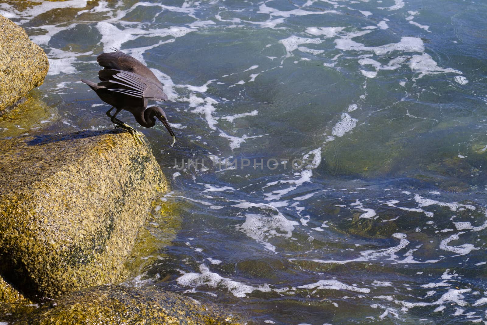 pacific reef egret, black pacific reef egret looking for fish at by jee1999