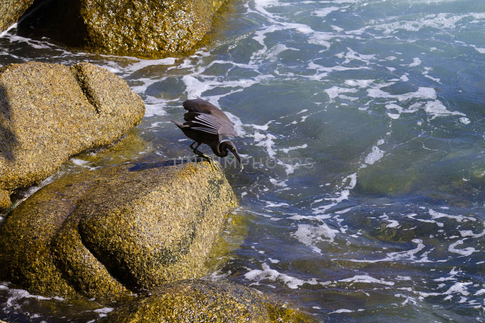 pacific reef egret, black pacific reef egret looking for fish at by jee1999