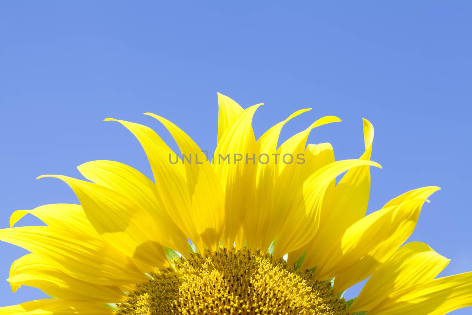 Landscape with two sunflower field over cloudy blue sky.