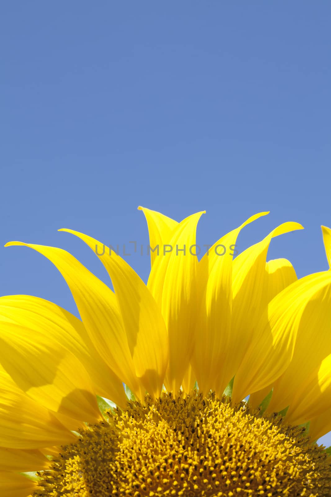 Sunflower with blue sky by jee1999