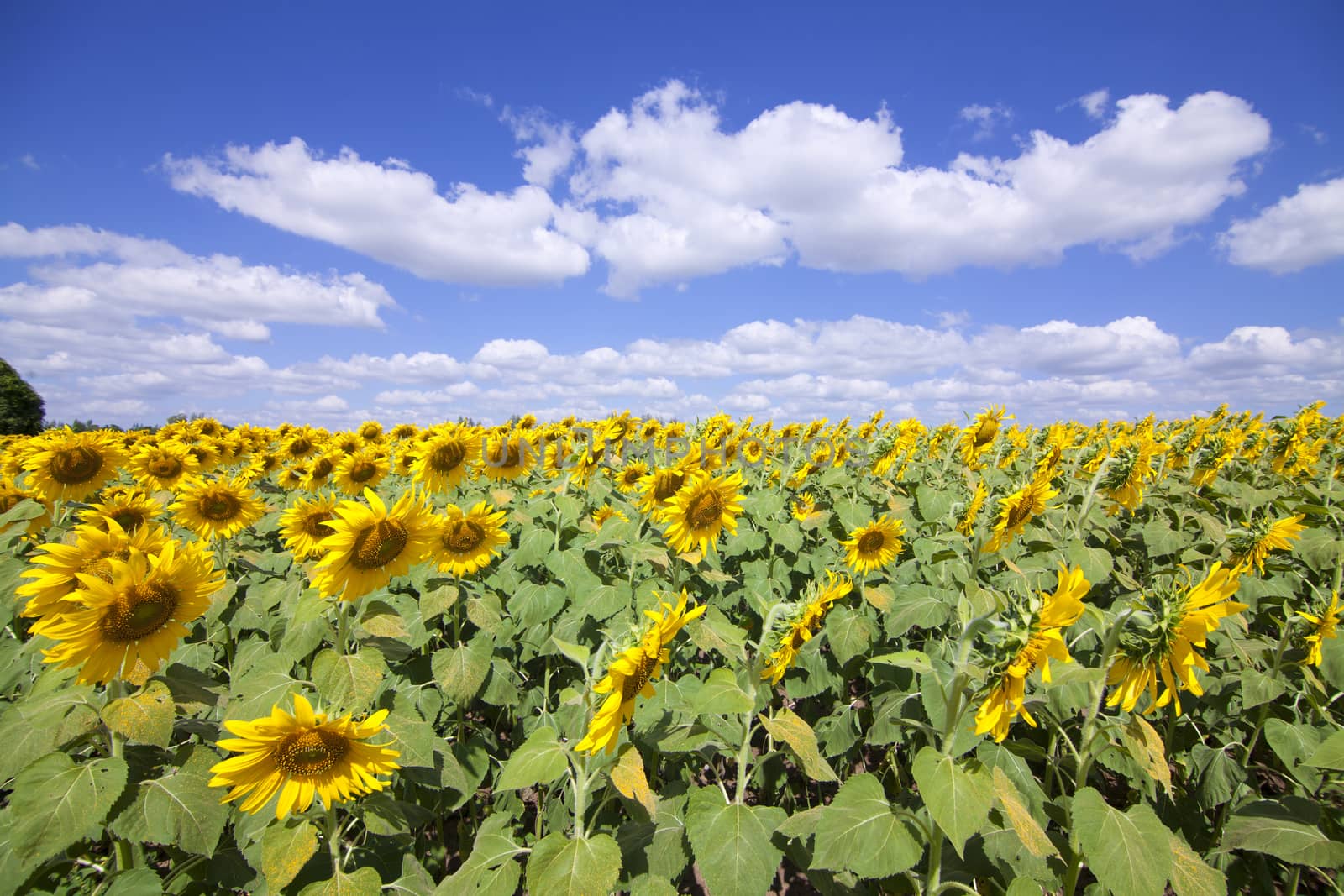 Landscape with two sunflower field over cloudy blue sky.
