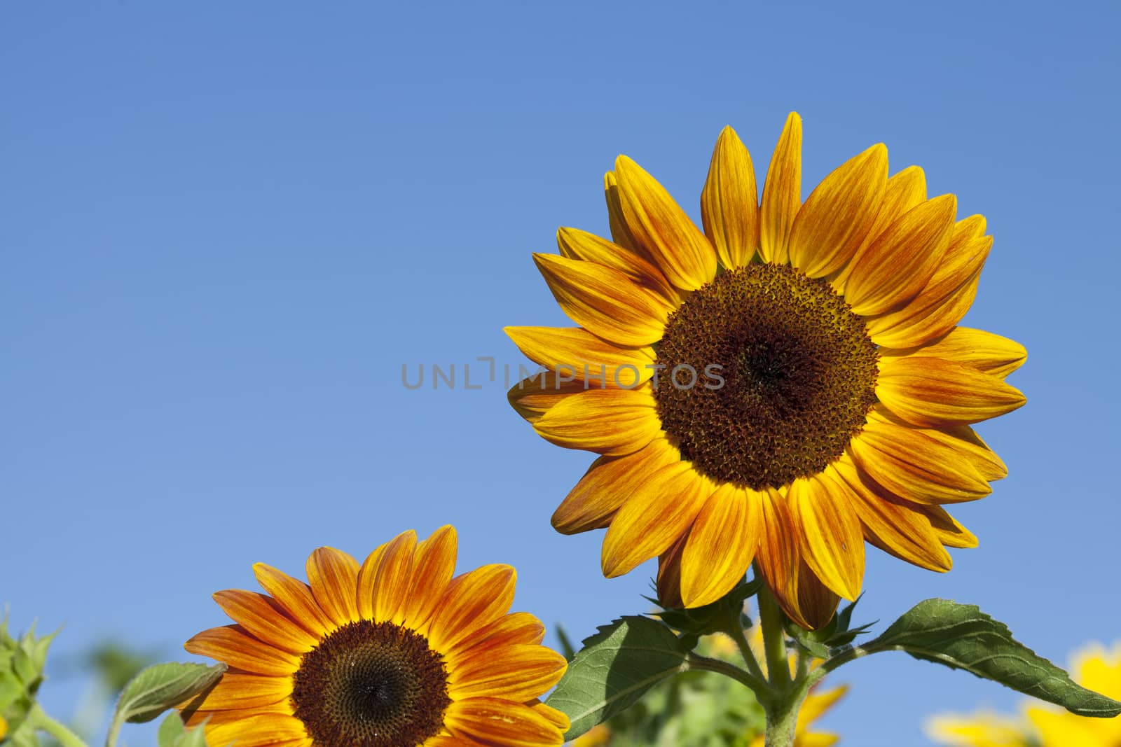 Landscape with two sunflower field over cloudy blue sky.