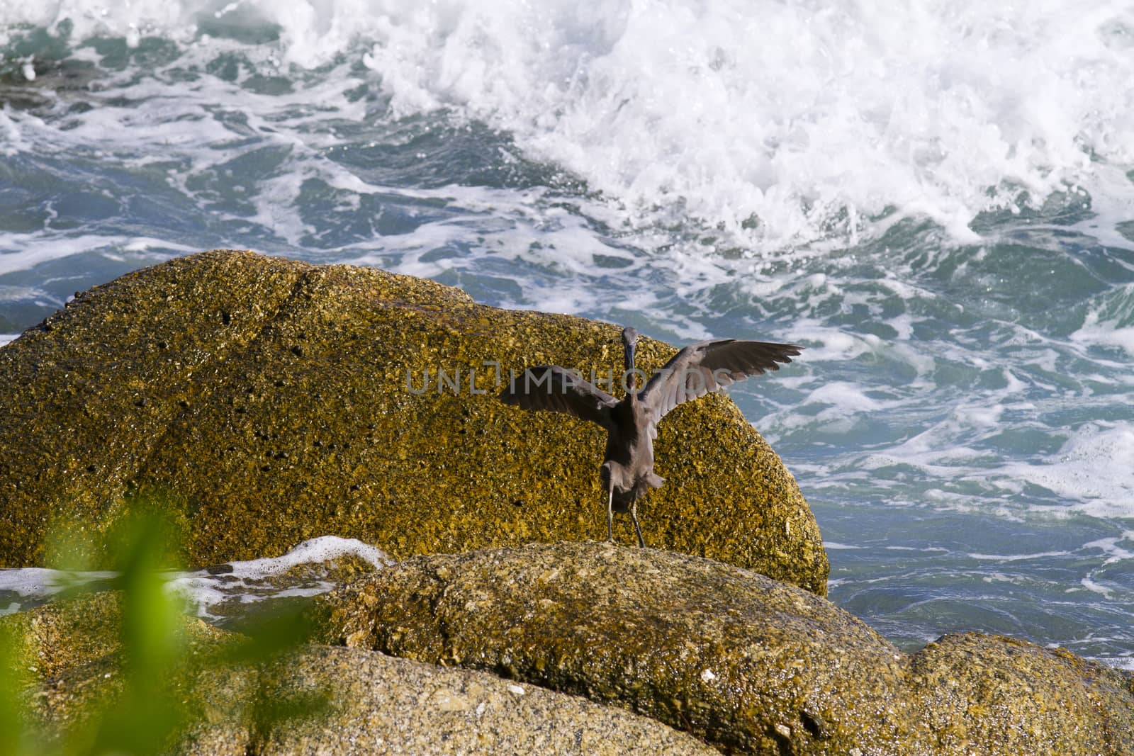 pacific reef egret, black pacific reef egret looking for fish at by jee1999