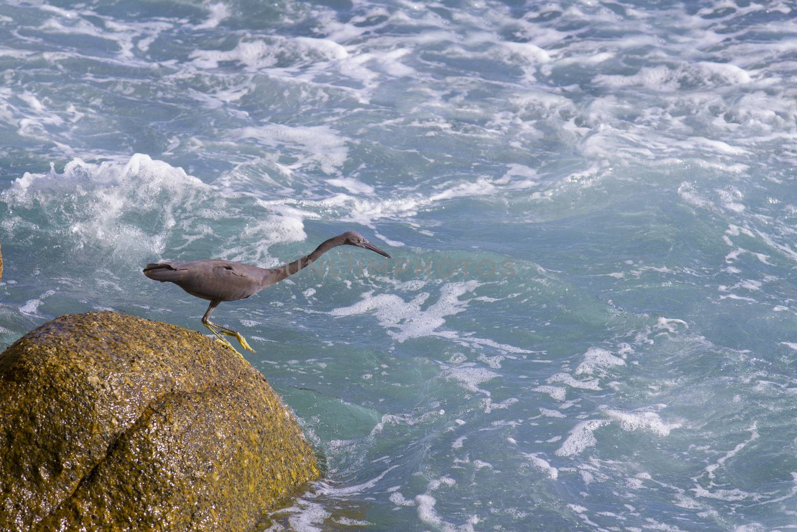 pacific reef egret, black pacific reef egret looking for fish at by jee1999