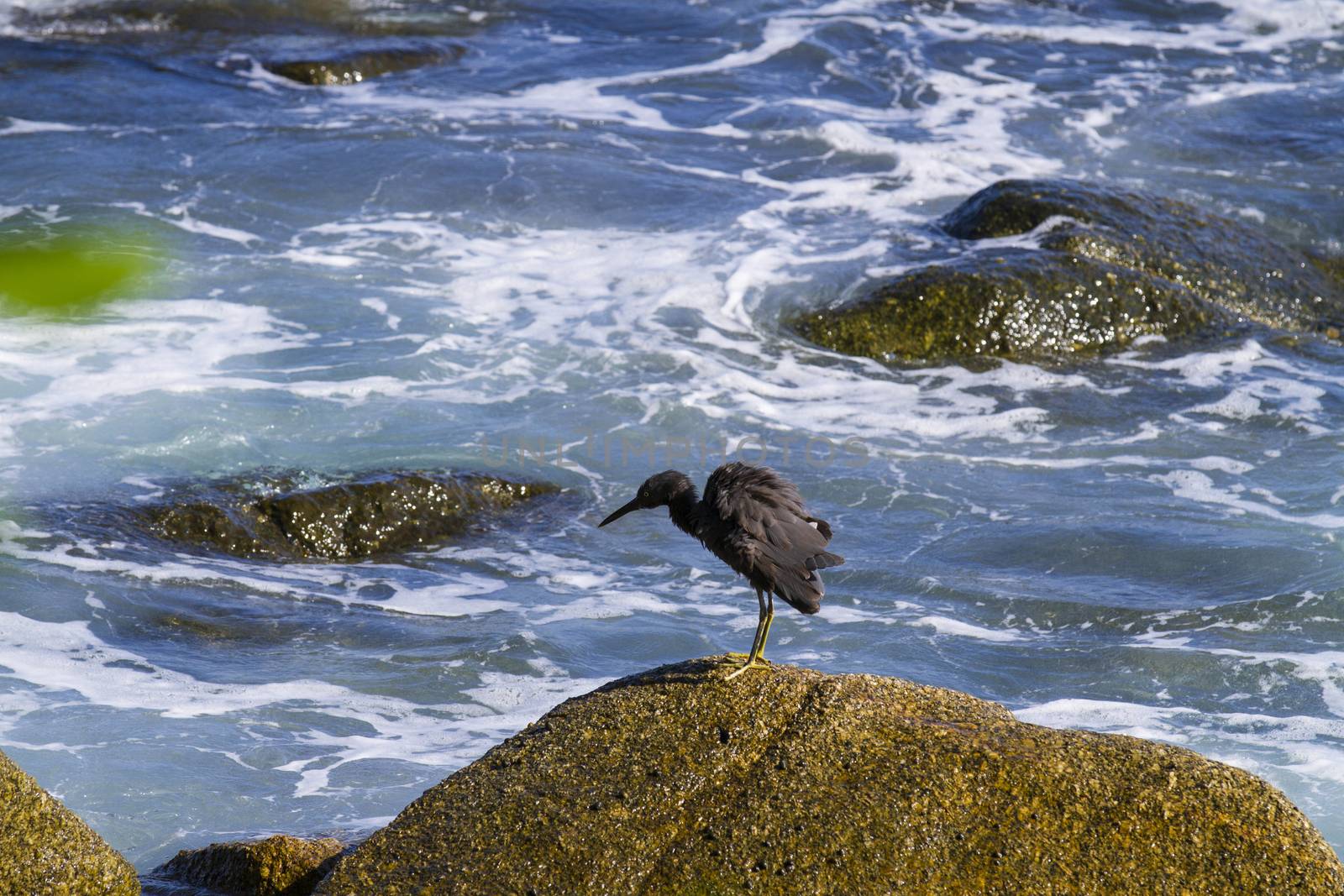 pacific reef egret, black pacific reef egret looking for fish at by jee1999