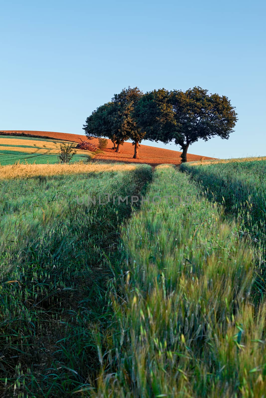 Wheat field at sunrise by LuigiMorbidelli