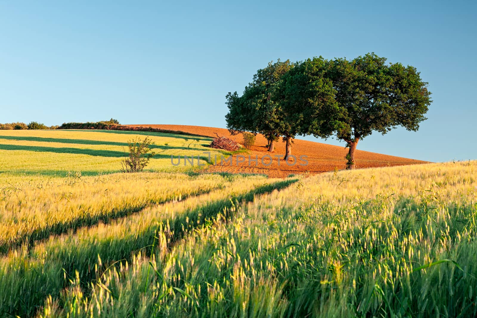 Wheat field at sunrise with trees on background