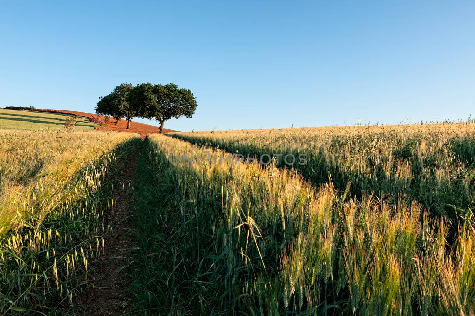 Wheat field at sunrise with trees on background