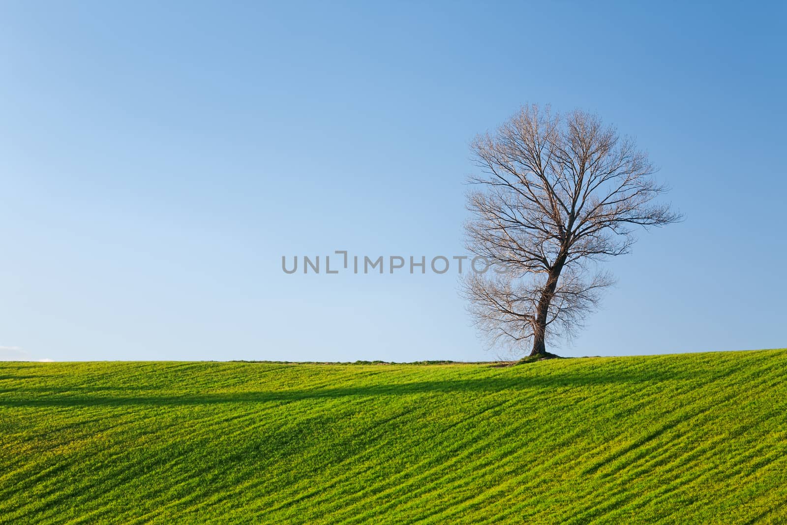 Tree, field and blue sky in autumn at sunset