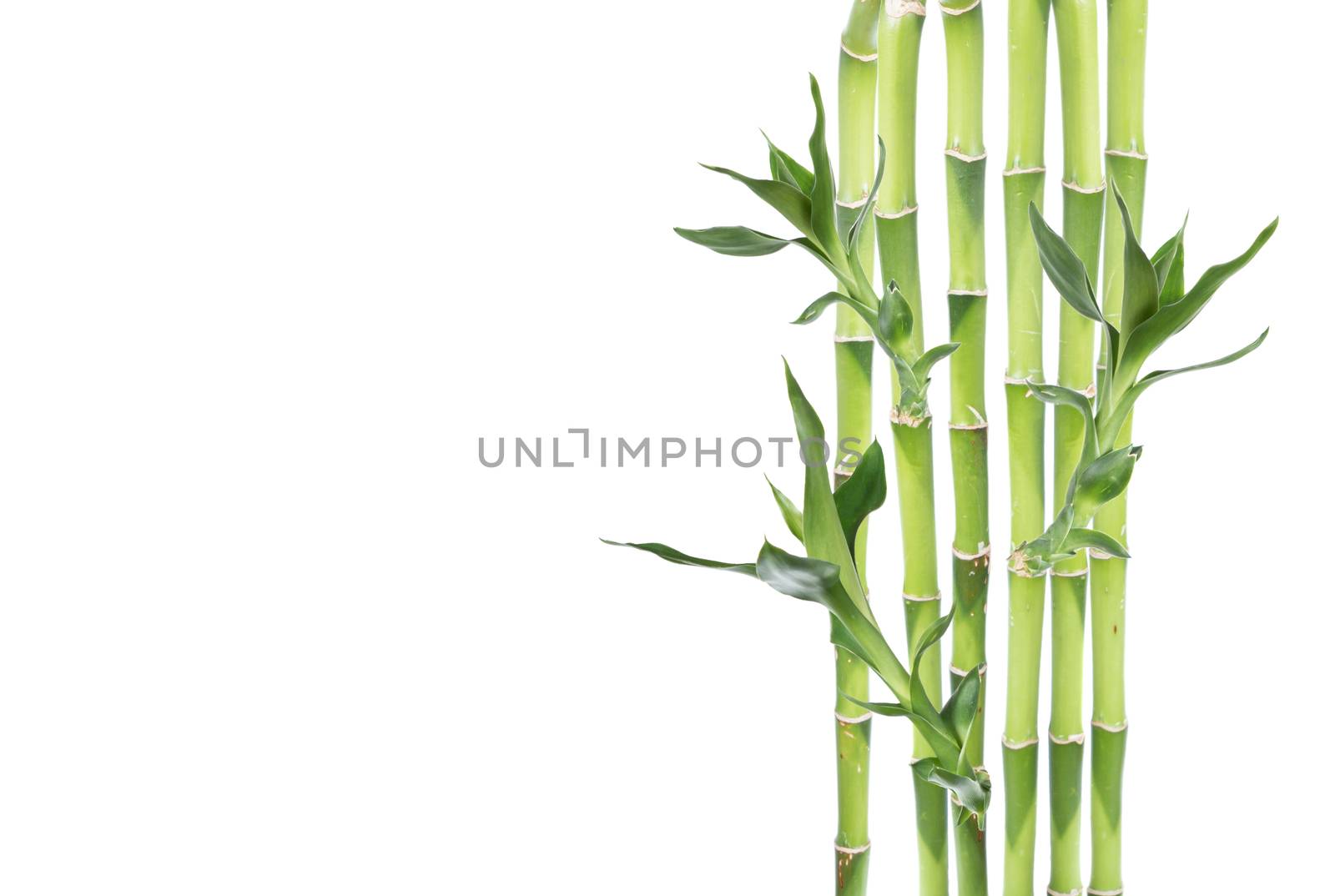 Several stem of Lucky Bamboo (Dracaena Sanderiana) with green leaves, isolated on white background, with copy-space