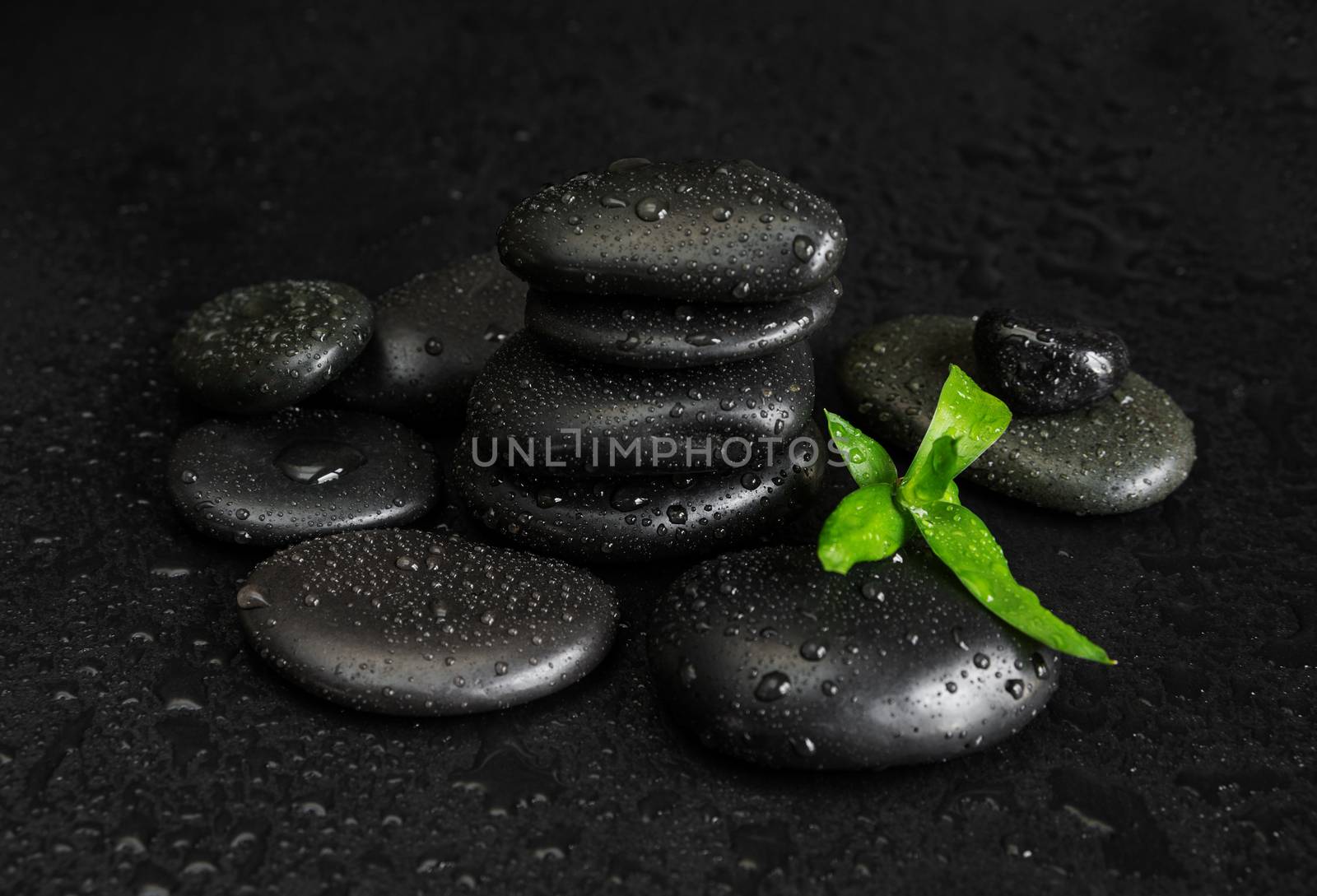 Spa concept with heap of the black basalt massage stones and green bamboo sprout covered with water drops on a black background