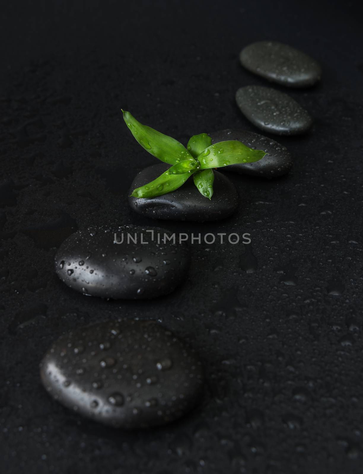 Spa concept with black basalt massage stones arranged chain and green bamboo sprout covered with water drops on a black background