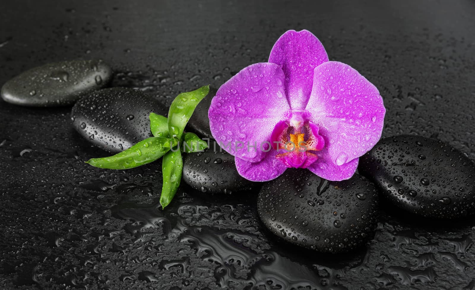 Spa concept with black basalt massage stones, pink orchid flower and lush green foliage covered with water drops on a black background