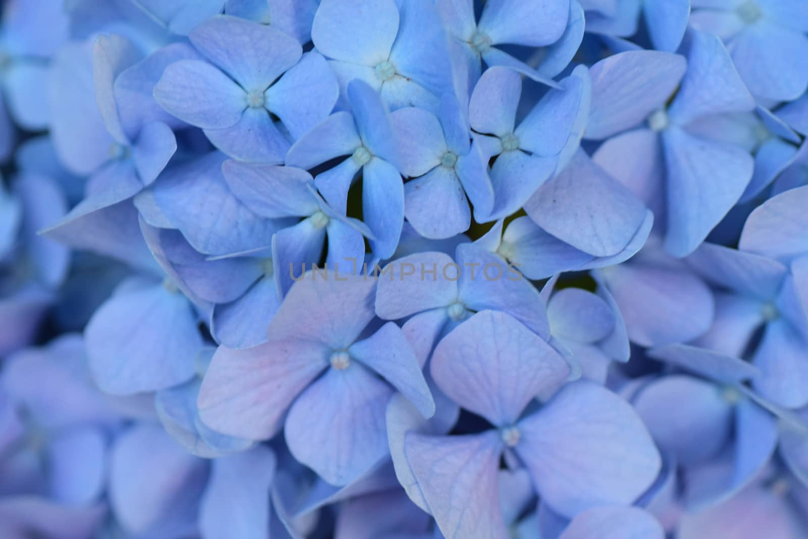 Macro details of blue colored Hydrangea flowers in horizontal frame