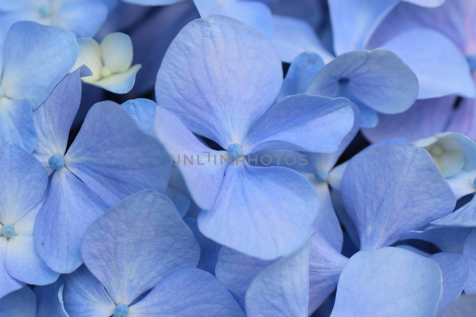 Macro details of blue colored Hydrangea flowers in horizontal frame