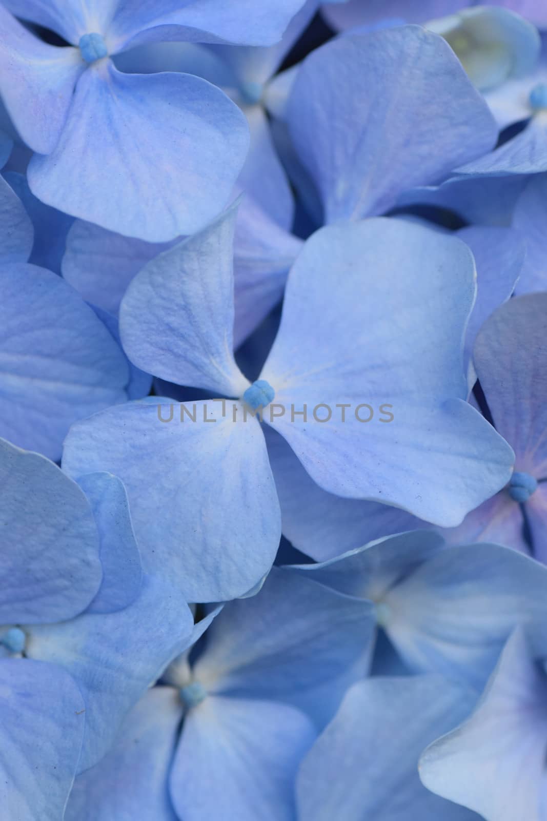 Macro details of blue colored Hydrangea flowers in vertical frame