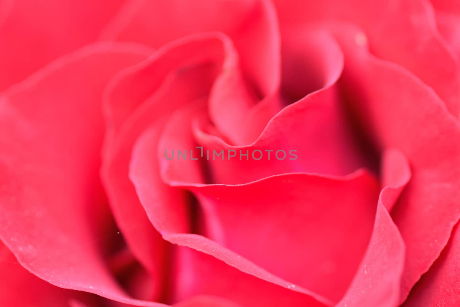 Macro details of vibrant red rose in horizontal frame