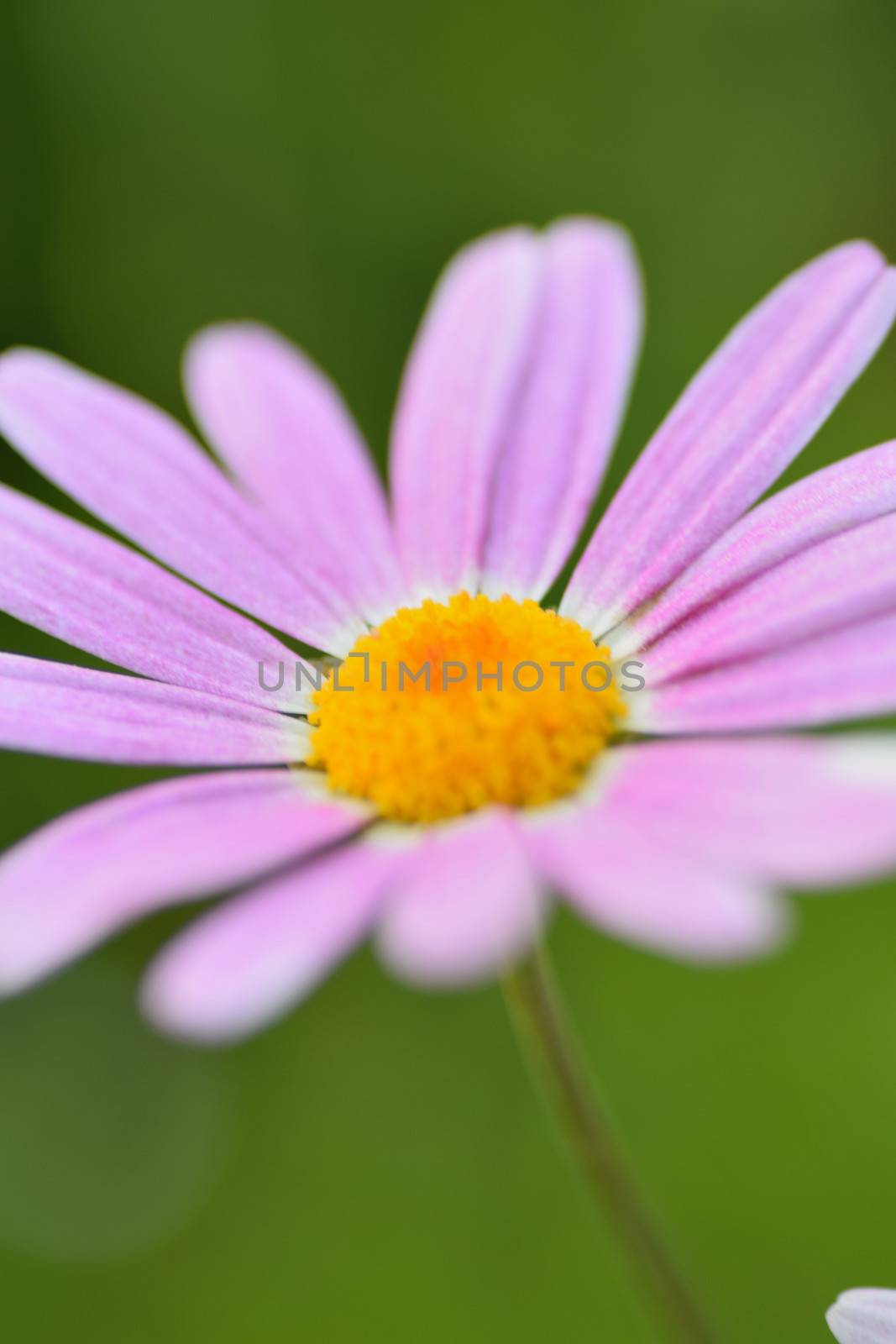 Macro details of Pink Daisy flower in vertical frame