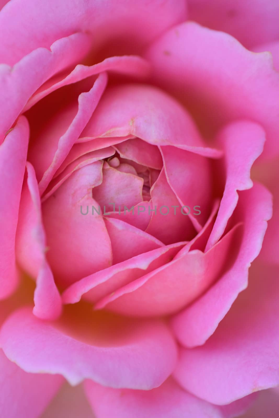 Macro details of vibrant pink rose in vertical frame