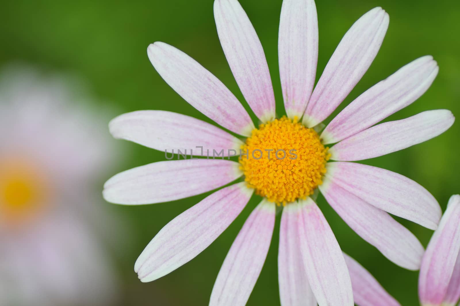 Macro texture of white Daisy flower petals in horizontal frame