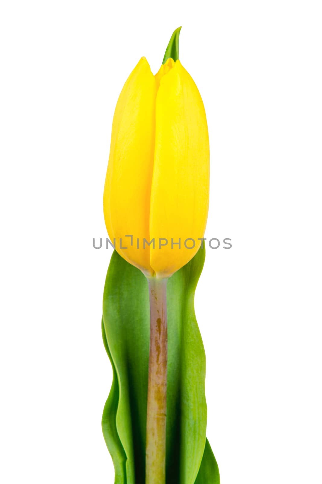 Yellow tulip isolated on a white background