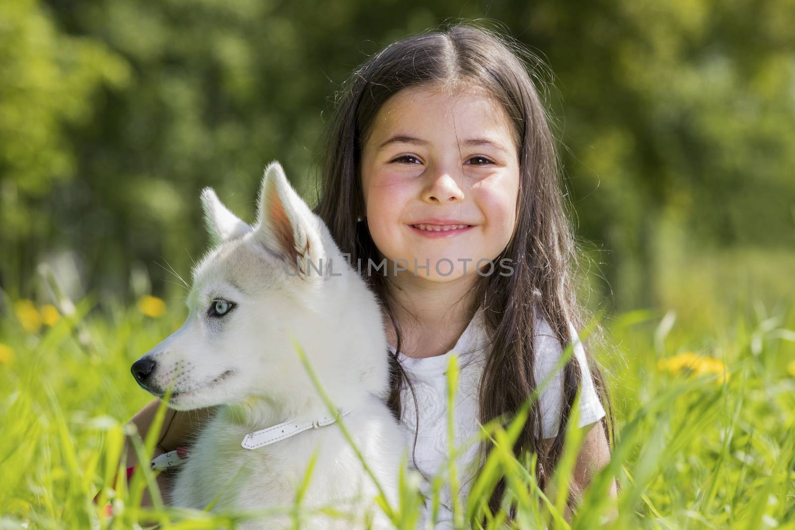 Little girl with husky puppy outdoors at summer grass field with dandelions