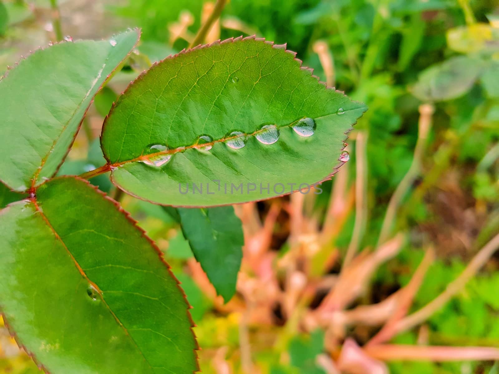 Water Drops On Rose Leaf