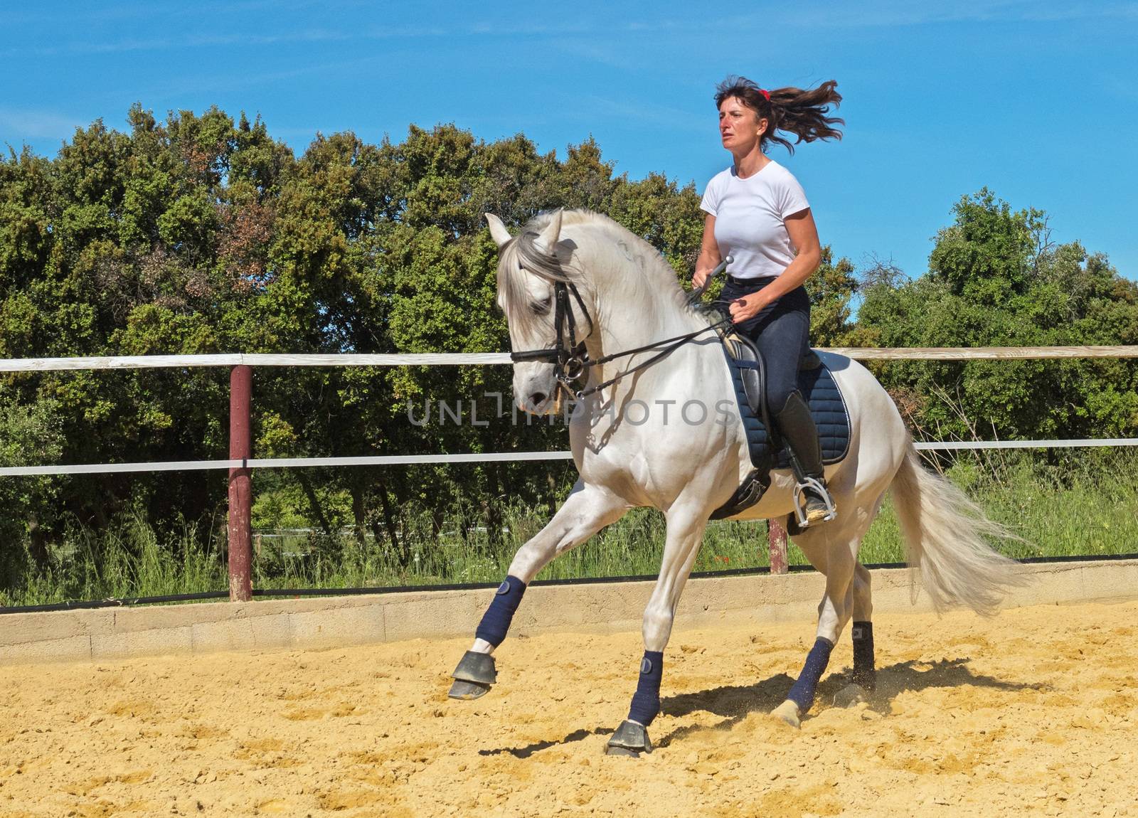 trianing of dressage for a riding girl and stallion 