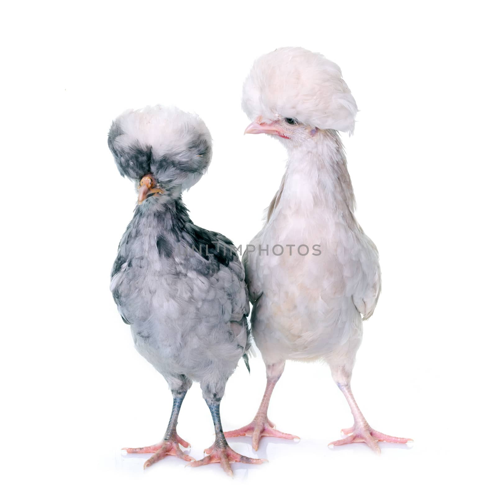 young Polish chicken in front of white background