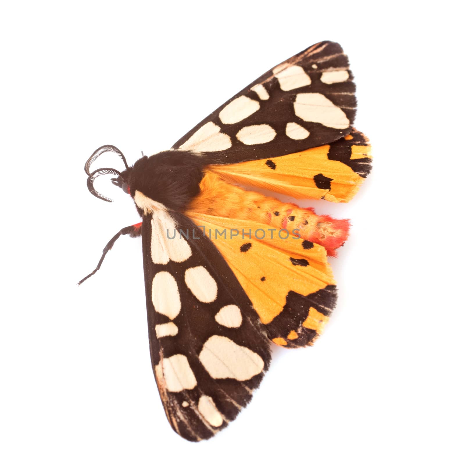 Epicallia villica butterfly in front of white background
