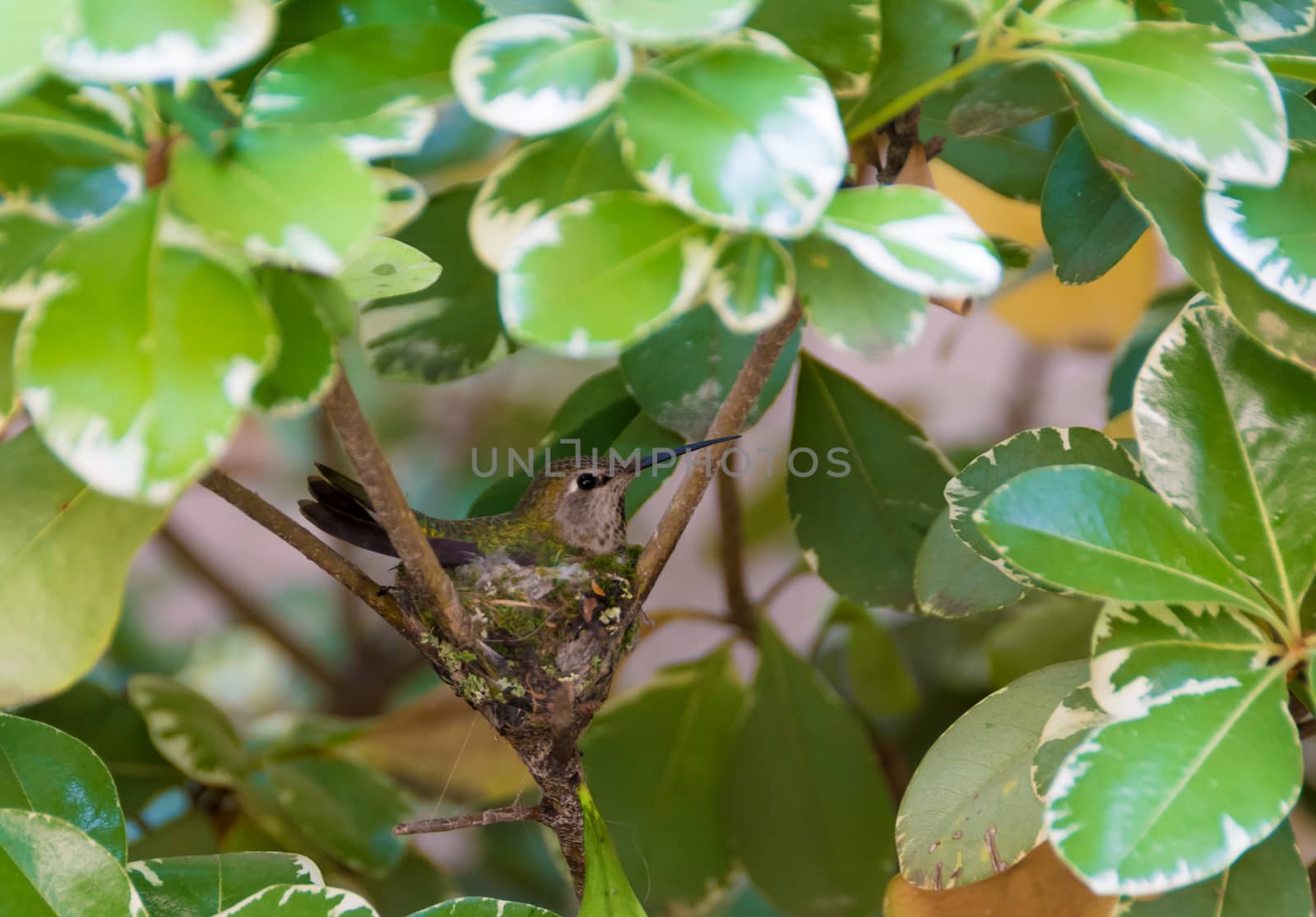 Hummingbird in the Nest by whitechild