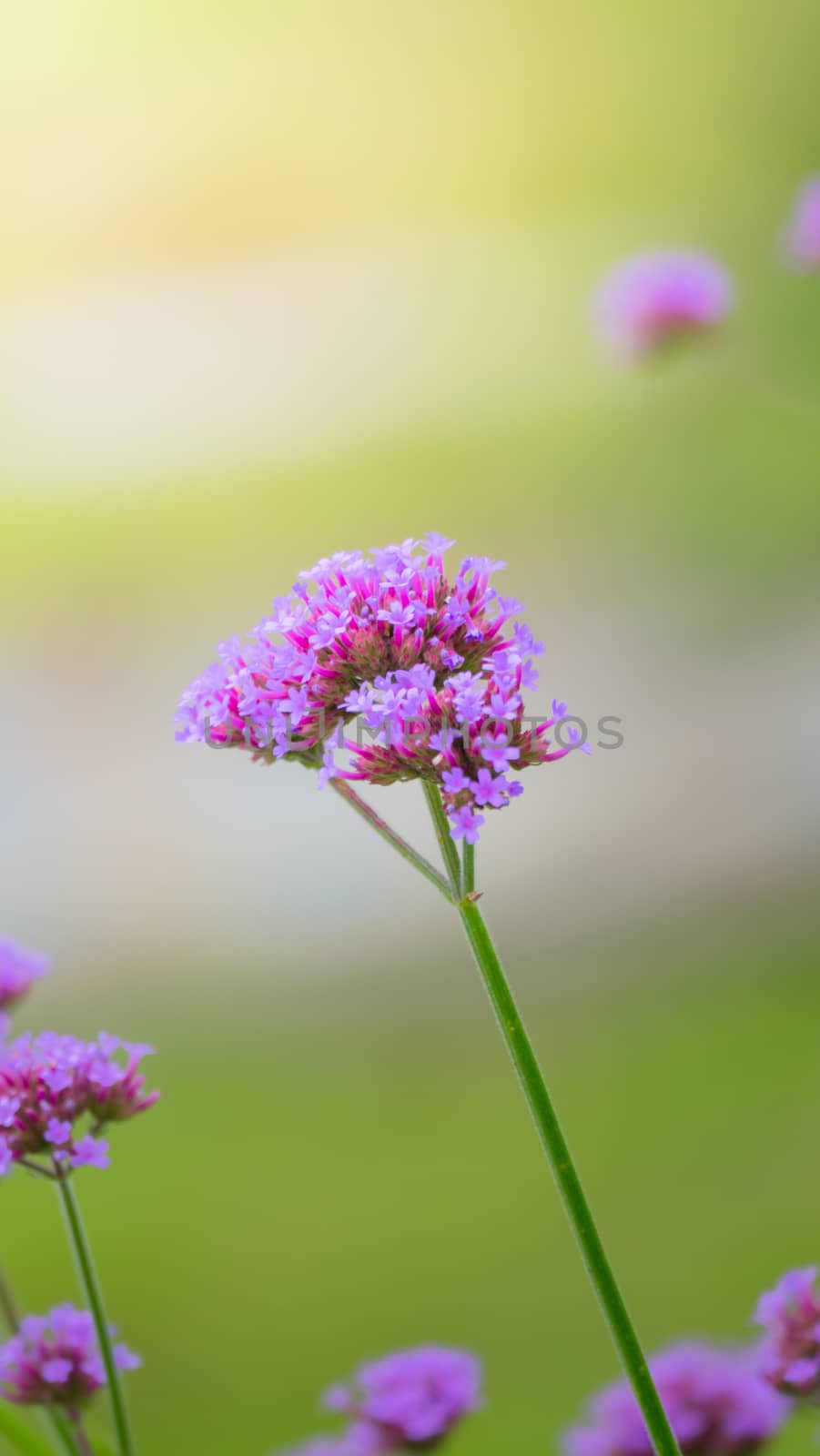 Beautiful Butterfly on Colorful Flower by teerawit